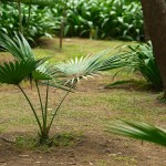 Lodi Garden