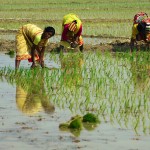 Okolice Rajshahi - pole ryzowe