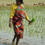 Okolice Rajshahi - pani zbiera ryz