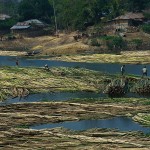 Kaptai, bambusy na jeziorze