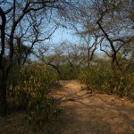 Mehrauli Archaeological Park