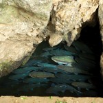 Fish Cave