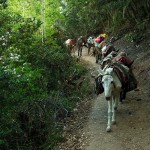 Konie na trasie Xidang - Yubeng